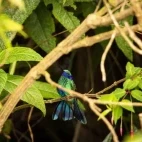 Sparkling violetear hummingbird at Minga Lodge, Ecuador.