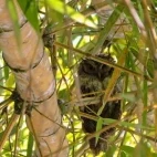 Tropical screech owl amongst the tree branches, in the Ecuadorian Amazon.