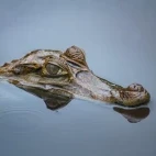 Black caiman in the Ecuadorian Amazon