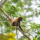 Capuchin in the Ecuadorian Amazon