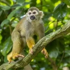 Common squirrel monkey in the Ecuadorian Amazon