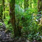 Jungle in the Ecuadorian Amazon
