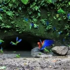 Macaws at a parrot clay lick in the Ecuadorian Amazon
