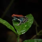 Ecuadorian poison frog in the Ecuadorian Amazon