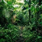 Rainforest in the Ecuadorian Amazon
