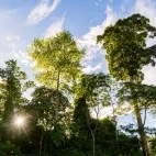  Rainforest in the Ecuadorian Amazon