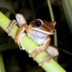 Sharp-nosed tree frog in the Ecuadorian Amazon
