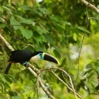 White-throated toucan in the Ecuadorian Amazon