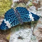 Canopy butterfly in Ecuador.