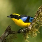 Blue-winged mountain tanager in the Choco Cloud Forest, Ecuador