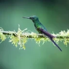Empress brilliant hummingbird in the Choco Cloud Forest, Ecuador