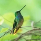Hummingbird in the Choco Cloud Forest, Ecuador