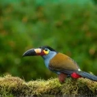 Plate-billed toucan in the Choco Cloud Forest, Ecuador