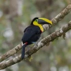 Choco toucan in the Choco Cloud Forest, Ecuador