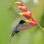 Velvet purple coronet in the Choco Cloud Forest, Ecuador