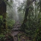 Walking trail in the Choco Cloud Forest, Ecuador