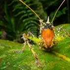 Conehead katydid in Ecuador.