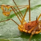 Harvestman in Ecuador.