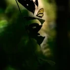 Heliconia butterfly in Ecuador.