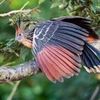 Hoatzin in Ecuador.