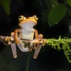 Imbabure tree frog in Ecuador.