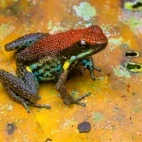 Poison frog in Ecuador.