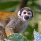 Squirrel monkey in Ecuador.