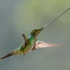 Sword-billed hummingbird in Ecuador.