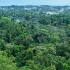 Aerial view of the Ecuadorian Amazon Rainforest.
