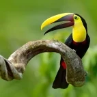 Chestnut mandibled toucan resting, in the Ecuadorian Amazon.