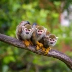 A trio of common squirrel monkeys.