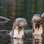 Two giant river otters.