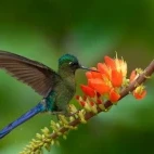 Long-tailed sylph.