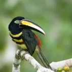 Many banded aracari in the Amazon.