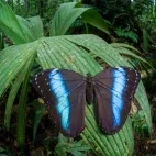 Beautiful morpho butterfly in the Amazon Rainforest.
