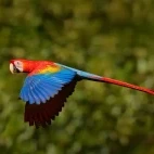 Scarlet macaw in flight, Ecuador.