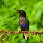 Velvet purple coronet hummingbird.