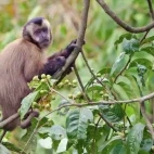 White-fronted capuchin in a tree.