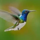 White-necked jacobin hummingbird in the Amazon.