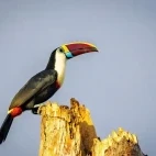 White-throated toucan in the Amazon rainforest, Ecuador.