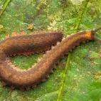 Velvet worm in Ecuador.