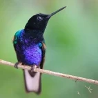 Violet purple coronet in Ecuador.