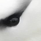 The eye of a black-browed albatross in the Falklands.