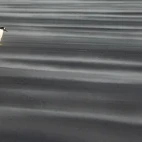 Gentoo walking in the Falklands.