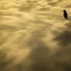 A gentoo penguin in the Falkands.
