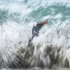 Gentoo penguin in the water.