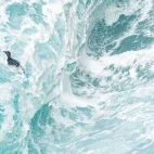 A gentoo in the swell of the sea, Falklands.
