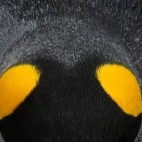 The top of a king penguin in the Falklands.