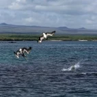 Birds diving for fish in the Galapagos.
