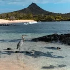 A heron and a sea lion in the Galapagos.